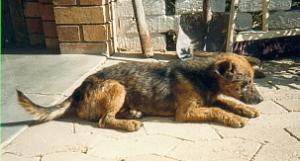 Cane, das H&auml;ufchen Elend