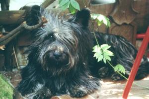 Cecil