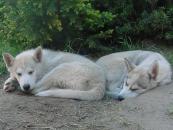 Boria und Bjelka